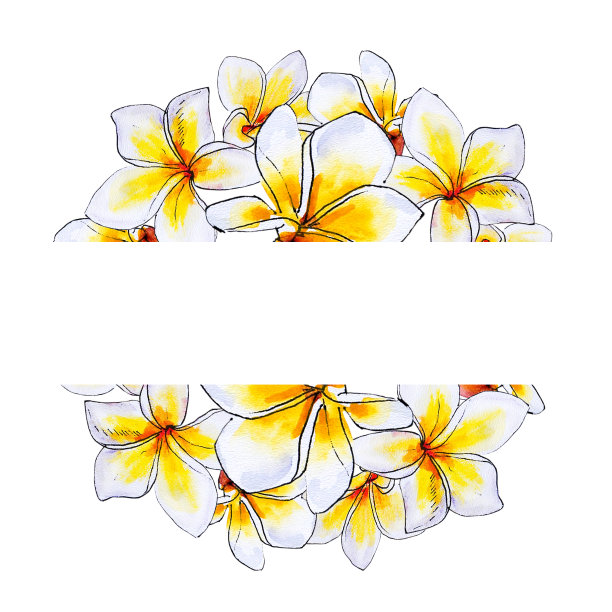 美丽的白色鸡蛋花框架。鸡蛋花。水彩画。图片下载