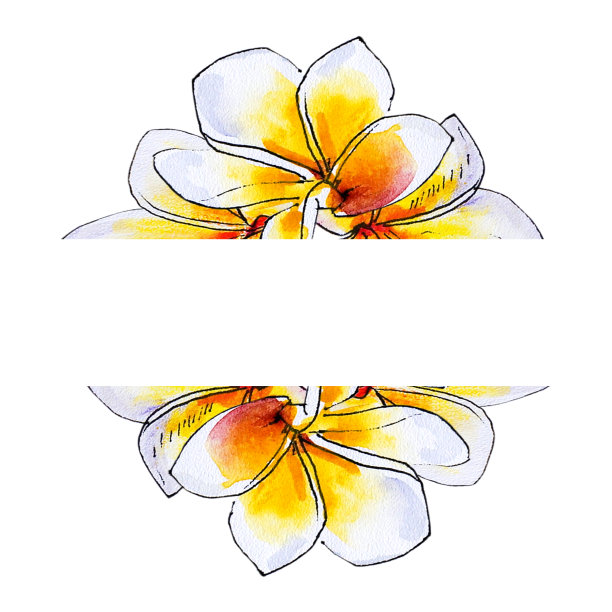 美丽的白色鸡蛋花框架。鸡蛋花。水彩画。图片下载