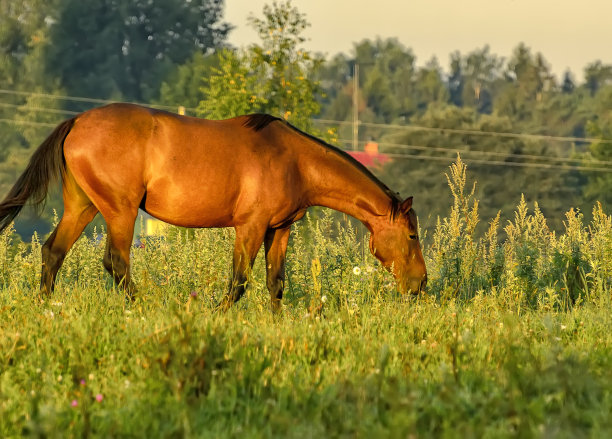 马儿们在村庄附近的田野里安静地吃草，不用拴皮带。图片下载