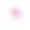 日本樱花粉红色白色桃花樱花孤立在白色的背景修剪路径图片下载