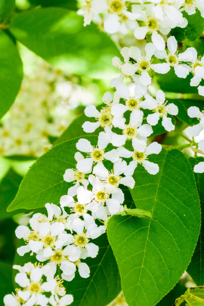 柔软的阳光下盛开的鸟樱。花鸟樱桃树特写。微距照片盛开的海莓(五月天树)。图片下载