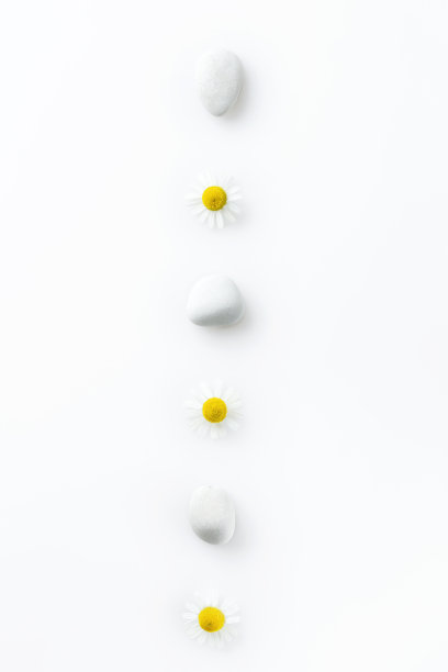 洋甘菊花笔直地排成一排，在白色的石头之间排成一排，孤立在白色的背景上。水疗概念，和日本岩石花园的想法图片下载