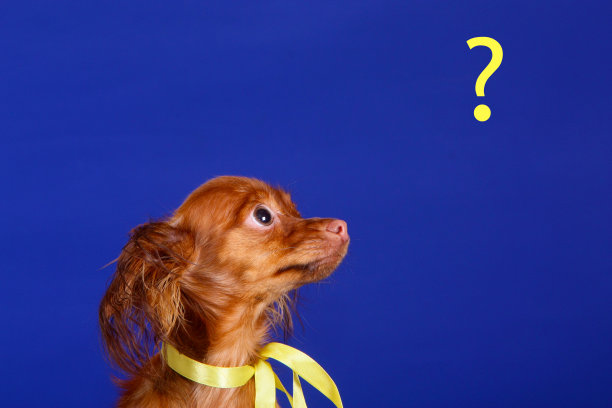 一只打着黄色蝴蝶结的狗看着问号。图片下载