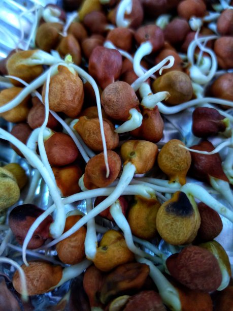 近距离图片的萌芽黑鹰嘴豆或孟加拉克鹰嘴豆。图片下载