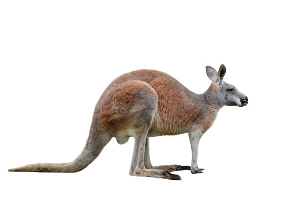 雄性袋鼠孤立在白色背景上。大袋鼠全身，侧面。袋鼠准备跳跃图片下载