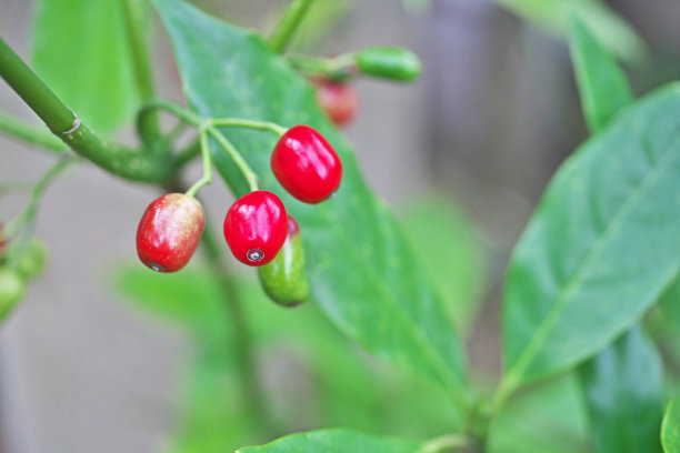 日本Aucuba图片下载