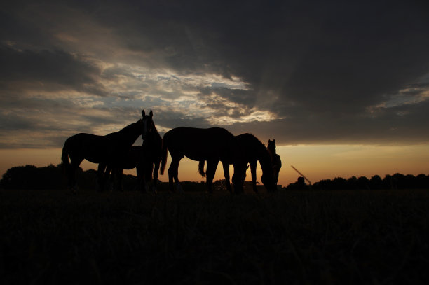 有马的乡村日落景色图片下载
