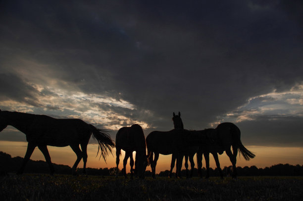 有马的乡村日落景色图片下载