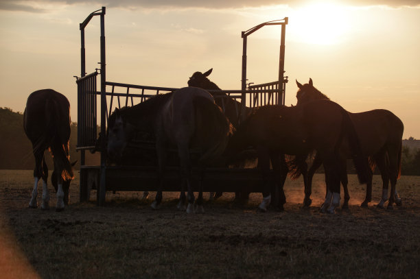 吃马的乡村日落场景图片下载