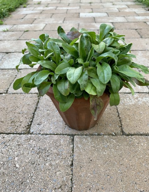 一盆勿忘我苗图片下载