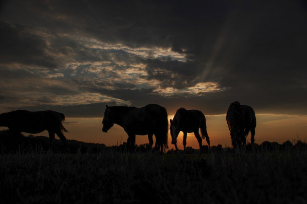 有马的乡村日落景色图片下载