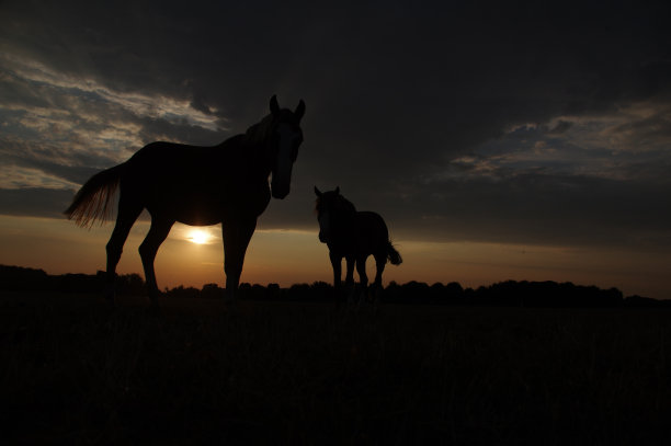 有马的乡村日落景色图片下载