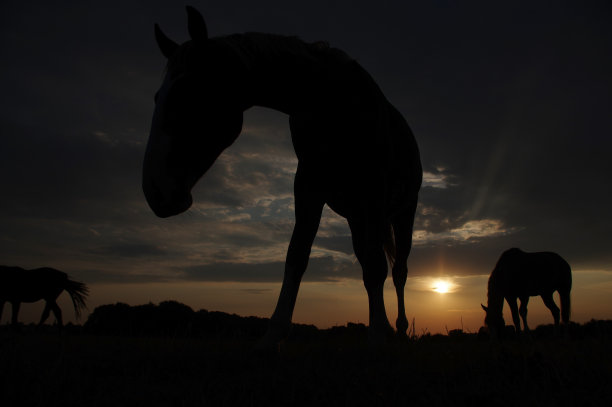 有马的乡村日落景色图片下载