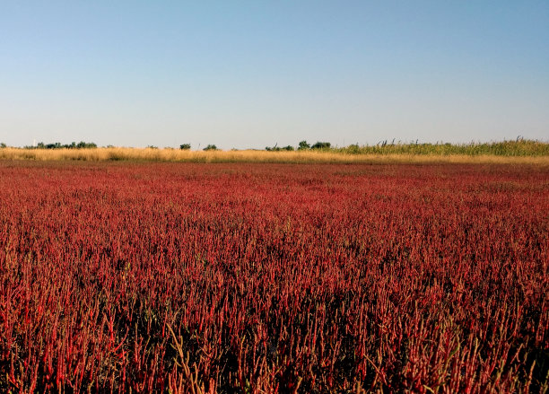 红盐角人工林生长在盐碱地上，风景优美，自然背景。乌斯特里奇尼湖海滩，靠近黑海，乌克兰图片下载