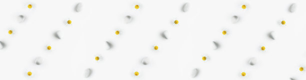 设置洋甘菊花直排，在白色的石头之间的一行在一个白色孤立的背景。水疗概念，甘菊茶和日本岩石花园的想法图片下载