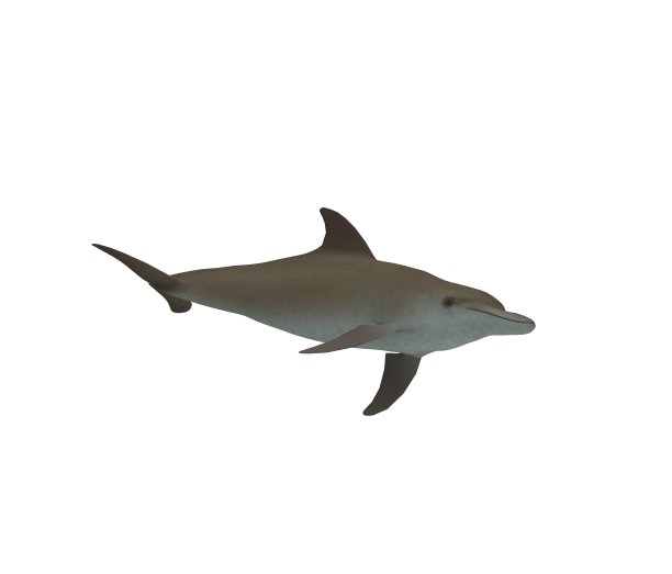 海豚孤立的白色3D渲染图片下载