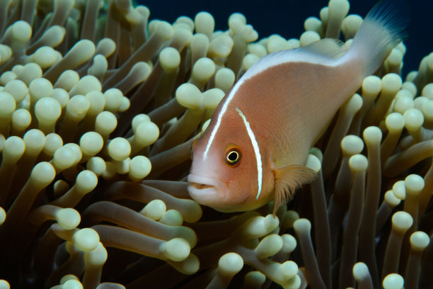 粉色鱼对角图片下载