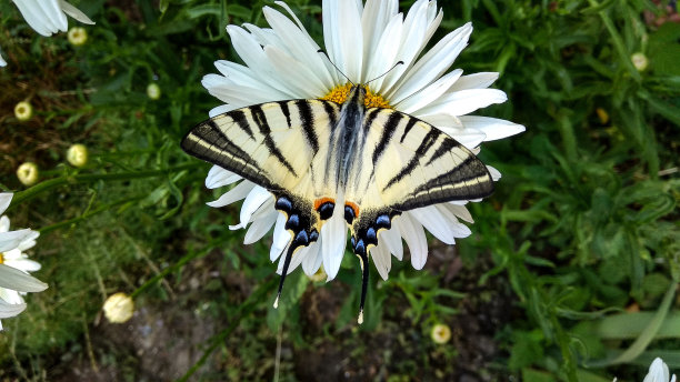 大雏菊上稀有的燕尾雀(凤尾雀)。图片下载