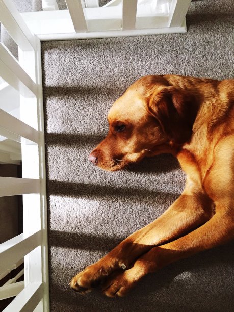 懒惰的拉布拉多狗在睡觉图片下载