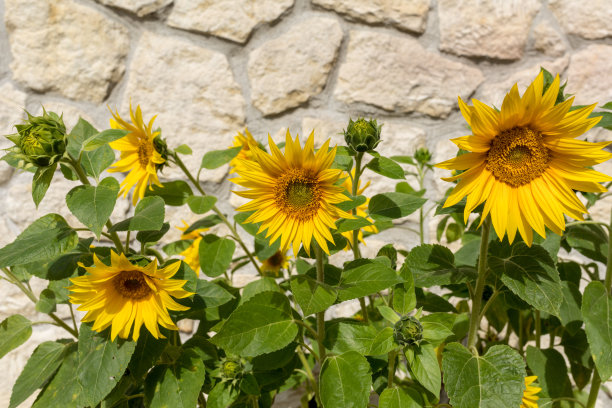 一堵石灰石墙背景下盛开的向日葵图片下载