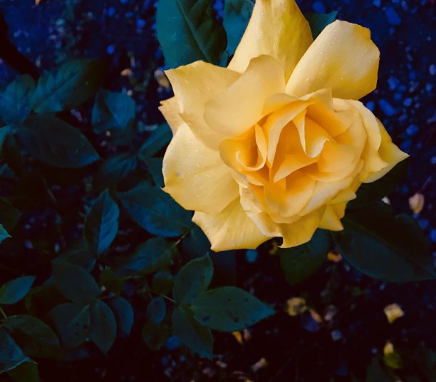 黄玫瑰图片下载