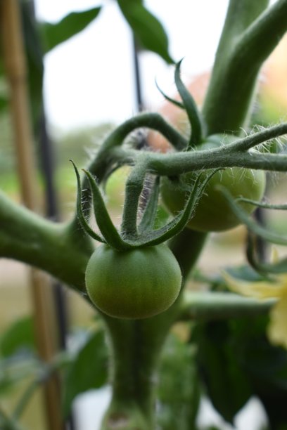 小番茄图片下载