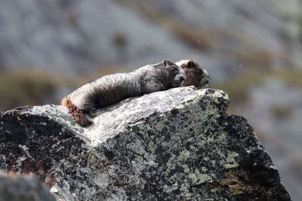 古老的Marmot-Cathedral公园。图片下载