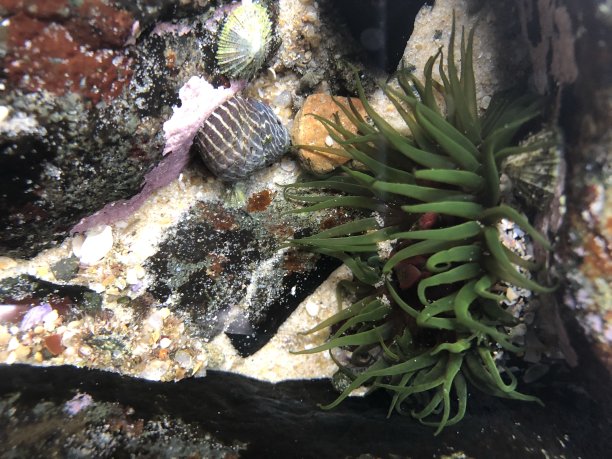 阳光海岸的绿色海葵图片下载