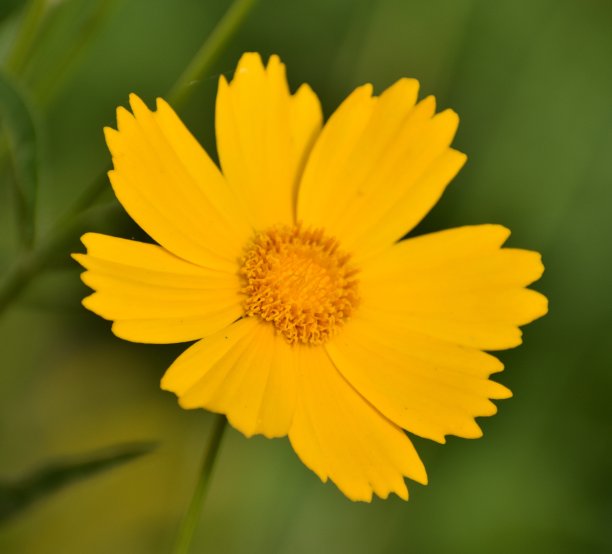 花园里鲜艳的黄色花朵图片下载