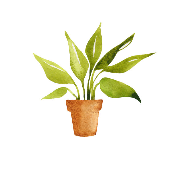 盆栽花卉素材图片