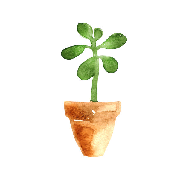 盆栽花卉素材图片