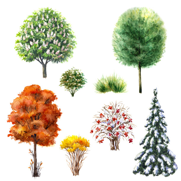 树木和灌木在不同的季节图片下载