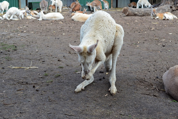 袋鼠图片下载