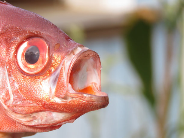 玻璃眼鲷鱼尖叫图片下载