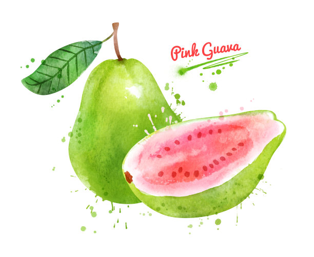 粉红色番石榴的水彩插图图片下载
