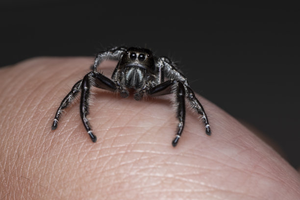 人手上的跳蜘蛛。一种外来的无脊椎动物在近距离的水平图片上。图片下载