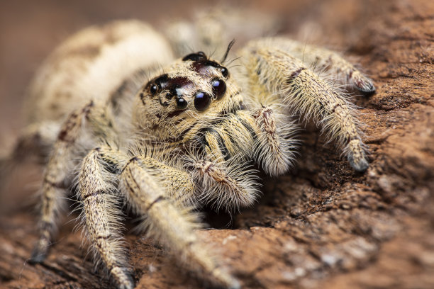 树枝上的跳蜘蛛。一种外来的无脊椎动物在近距离的水平图片上。图片下载