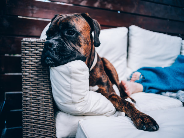户外露台露台在夏天与狗图片下载