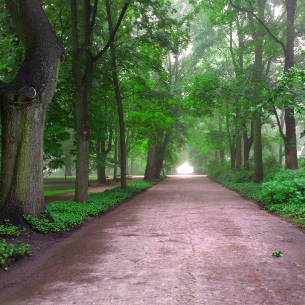 路在公园里。图片下载