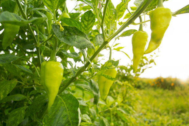 绿甜椒生长在花园里图片下载