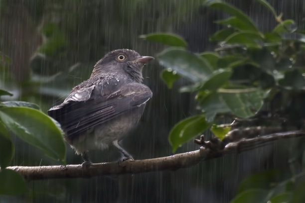 在雨中，雌性蓬帕杜·科廷加，刺爪莲图片下载