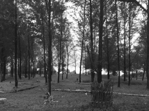 大风吹时松树挺直图片下载