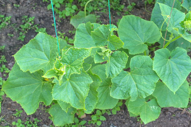 温室黄瓜的生长与开花图片下载