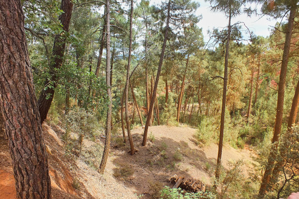 森林在奥普拉图片下载