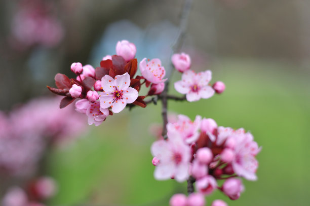 近距离的粉红色的春天的花图片下载