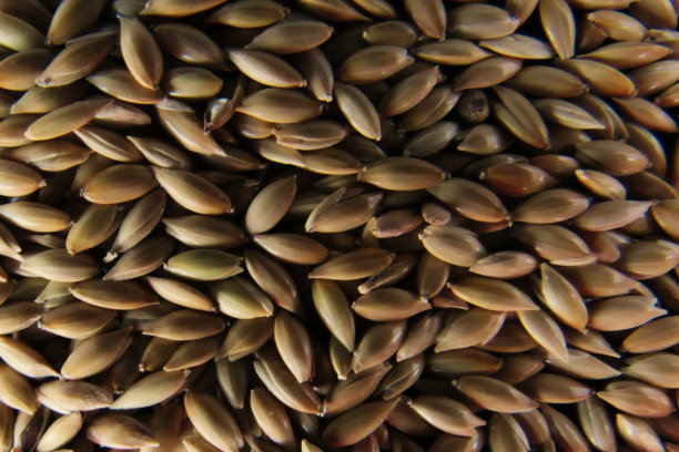 部分金丝雀籽图片下载