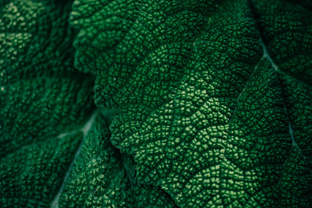 深绿色牛蒡叶微距照片为背景图片下载