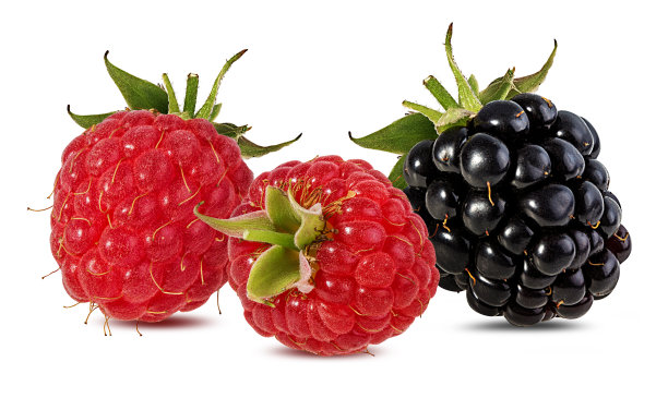 树莓和黑莓孤立在白色背景上图片下载