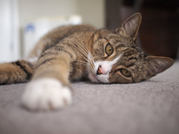 猫躺在地毯上图片下载