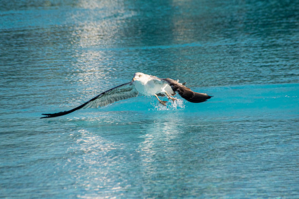 海鸥(海鸥科)从热带游泳池中起飞图片下载
